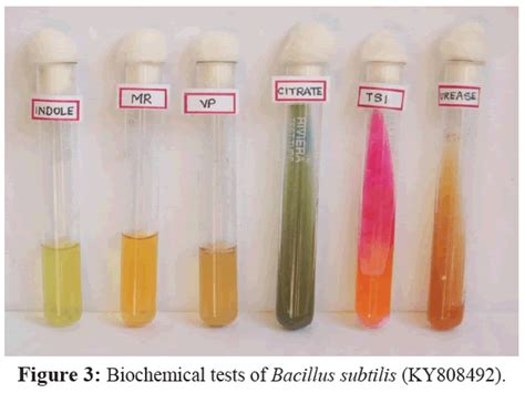 Biochemical Test of Bacillus subtilis .